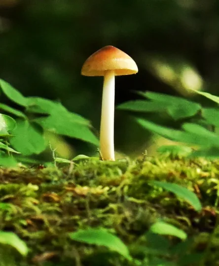 Psychedelic Retreats